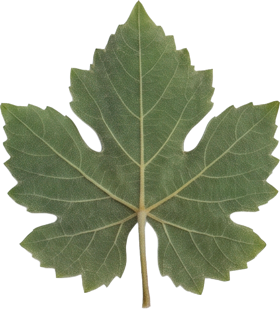 Hoja de vid Aglianico