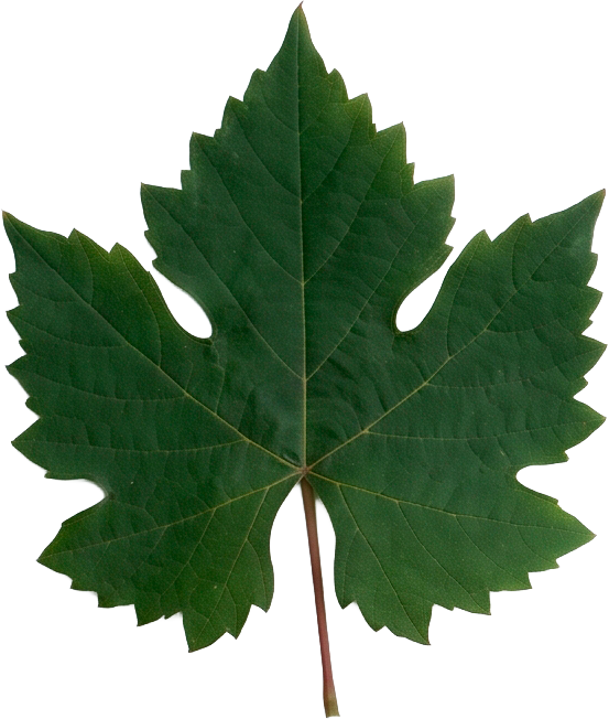 Hoja de vid Cabernet Sauvignon