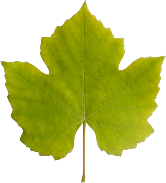 Hoja de vid Chardonnay