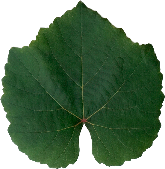 Hoja de vid Malbec
