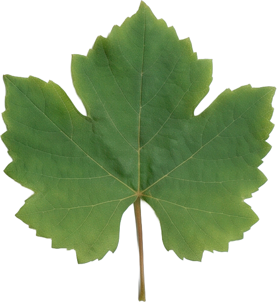 Hoja de vid Merlot