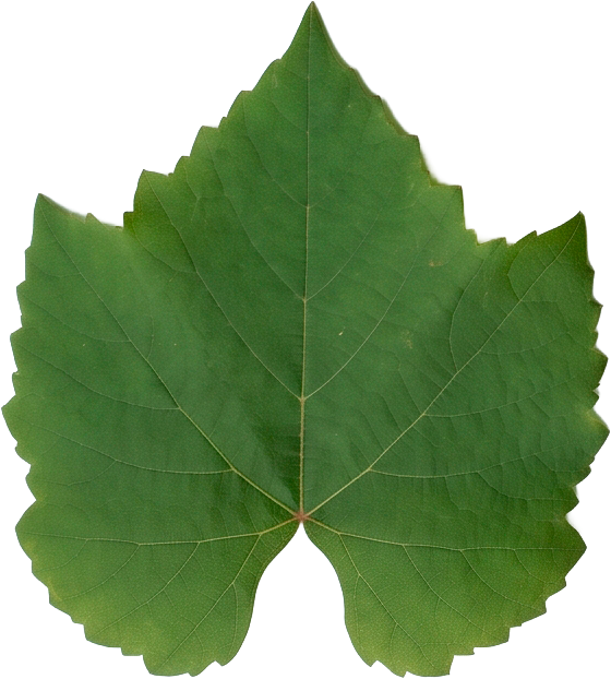 Hoja de vid Montepulciano