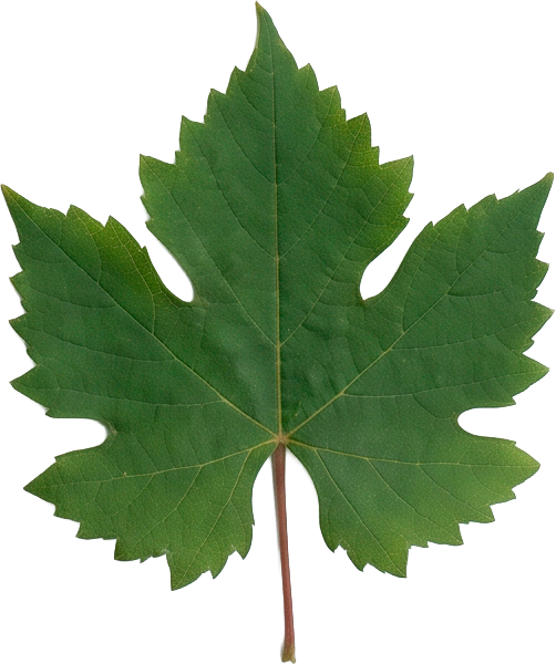 Hoja de vid Sangiovese